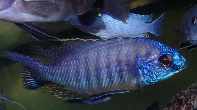 Protomelas sp. 'steveni imperial' Thumbi Point